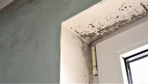 Best Mold Remediation for Healthcare Facilities  in Hector, MN