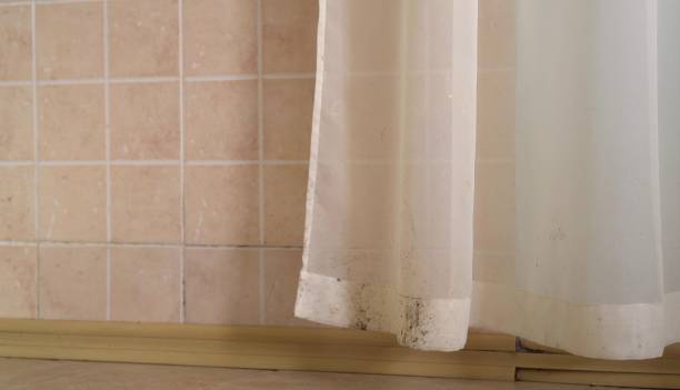 Best Mold Removal for HVAC Installations  in Hector, MN