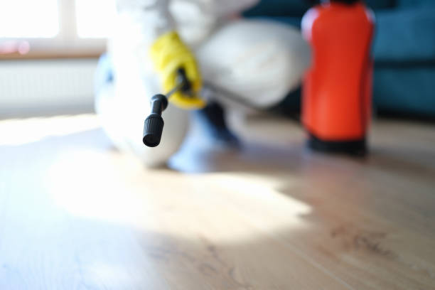 Best Attic Mold Removal  in Hector, MN