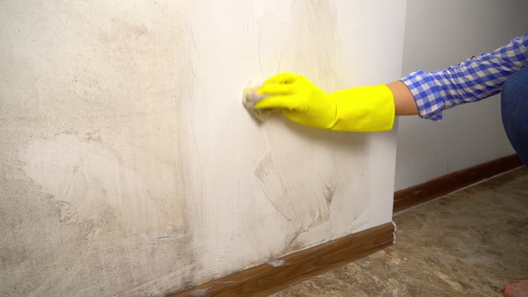 Hector, MN Mold Removal Company