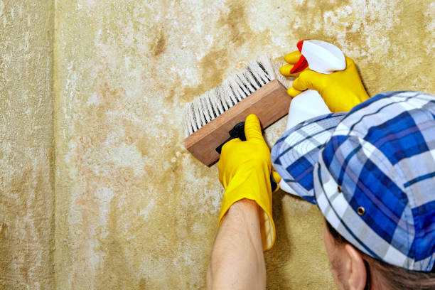 Best Forensic Mold Investigation  in Hector, MN