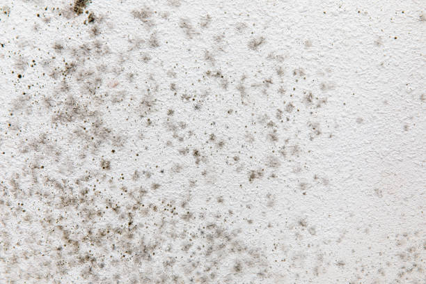 Best Airborne Mold Testing  in Hector, MN