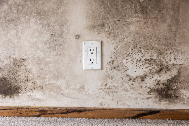 Best Industrial Mold Remediation  in Hector, MN