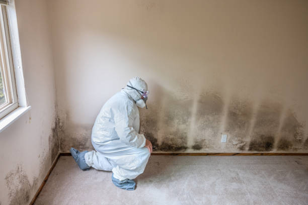 Best Commercial Mold Inspection  in Hector, MN