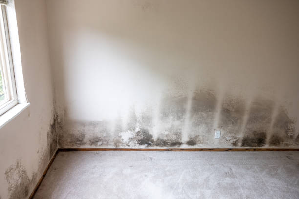 Best Comprehensive Air Testing for Mold Contaminants  in Hector, MN