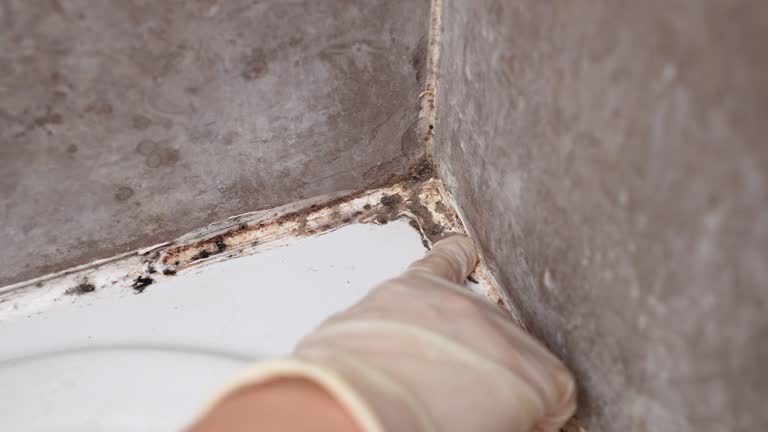 Best Basement Mold Removal  in Hector, MN