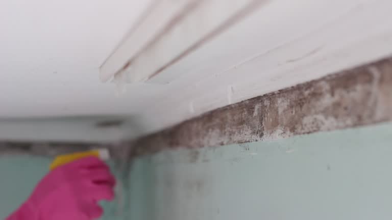Best Residential Mold Inspection & Testing  in Hector, MN
